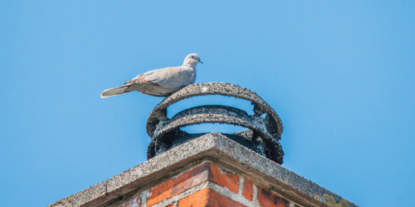 chimney-cap-Article-Image-2